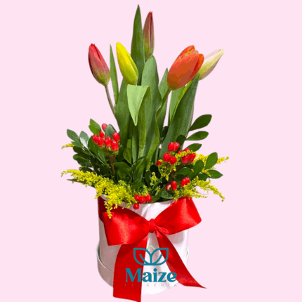 Tulipan-AN
